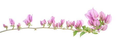 Bougainvillea flower, Paperflower, Pink Bougainvillea flower isolated on white background, with clipping pathの写真素材