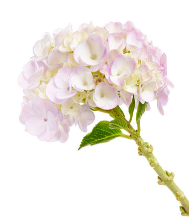 Hydrangea flower, Hydrangea macrophylla, isolated on white background, with clipping pathの写真素材