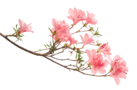 Pink Azaleas flowers with leaves, White flowers isolated on white background with clipping pathの写真素材