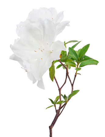 White flowers isolated on white background with clipping pathの写真素材