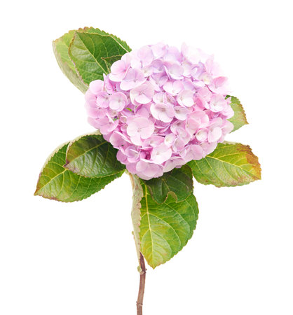 Hydrangea flower, Hydrangea macrophylla, isolated on white background, with clipping pathの写真素材