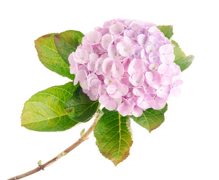 Hydrangea flower, Hydrangea macrophylla, isolated on white background, with clipping pathの写真素材