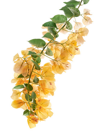 Bougainvillea flower, Paperflower, Yellow Bougainvillea flower isolated on white background, with clipping pathの写真素材