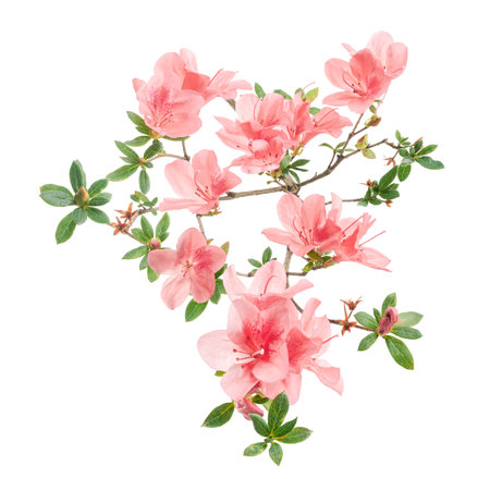 Pink Azaleas flowers with leaves, White flowers isolated on white background with clipping pathの写真素材