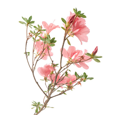 Pink Azaleas flowers with leaves, White flowers isolated on white background with clipping pathの写真素材