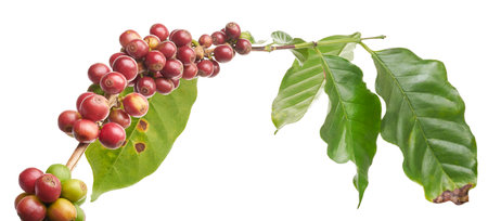 Red coffee beans on a branch of coffea tree with leaves, ripe and unripe coffee beans isolated on white background with clipping pathの写真素材
