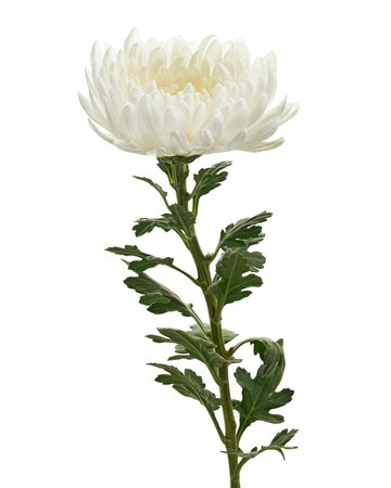 White Chrysanthemum flower, Large Chrysanthemum flower isolated on white background, with clipping pathの写真素材