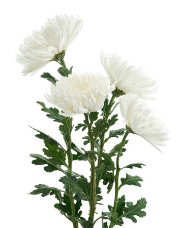 White Chrysanthemum flower, Large Chrysanthemum flower isolated on white background, with clipping pathの写真素材