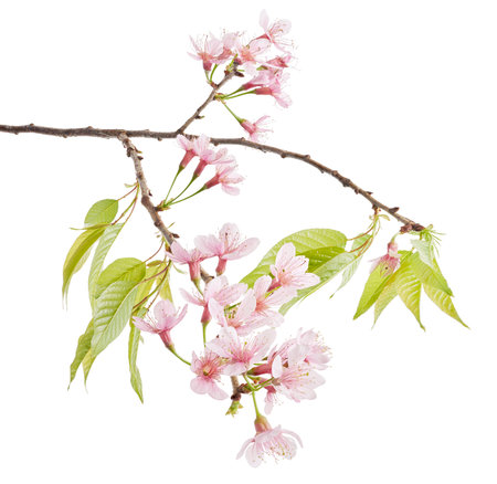 Prunus cerasoides flower, Wild Himalayan cherry plants, isolated on white backgroundの写真素材