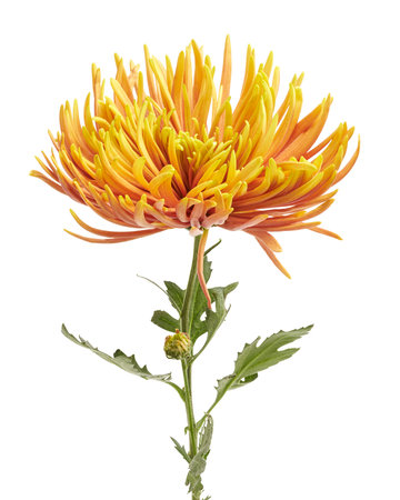 Orange Chrysanthemum flower, Large Chrysanthemum flower isolated on white background, with clipping pathの写真素材