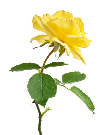Yellow rose blossoms with leaves, Garden rose isolated on white background, with clipping pathの写真素材