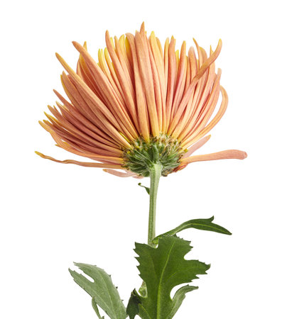 Orange Chrysanthemum flower, Large Chrysanthemum flower isolated on white background, with clipping pathの写真素材