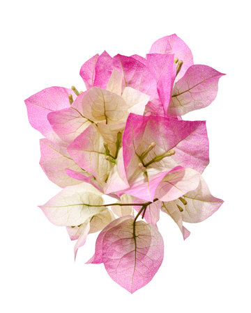 Pink bougainvillea branch isolated on white background with clipping path. Delicate Bougainvillea glabra bracts in soft pastel tones with green leaves, ideal for floral, tropical, and decorative design.の写真素材