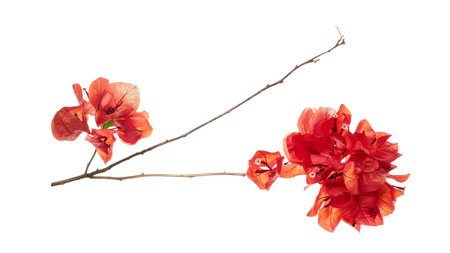 Red bougainvillea (Bougainvillea glabra) flowers on natural thorny branch isolated on white...