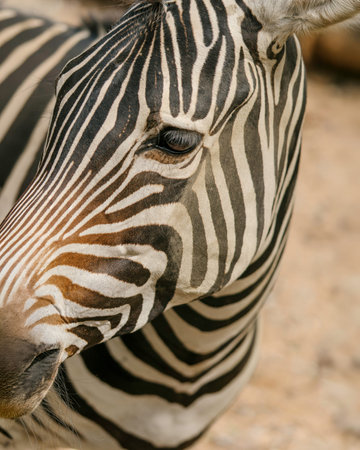 Close Up Portrait of Plains Zebra Showing Black and White Stripes Wildlife Photography