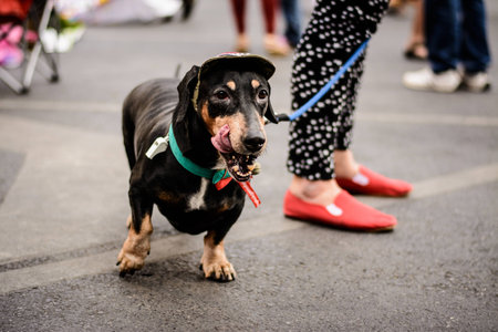 dog in protest