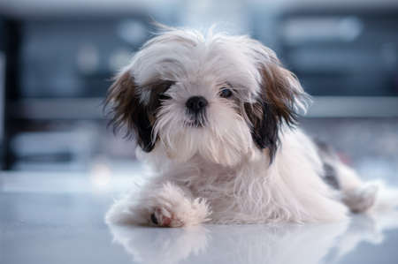 Shih Tzu Laying Down on a White Reflective Surface Looking Content with Shallow Focus and Blurred Background.の写真素材