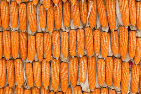 corn  backgroundの写真素材