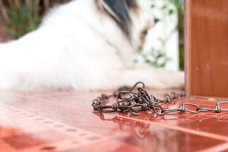 white dog with chain is on floorの写真素材