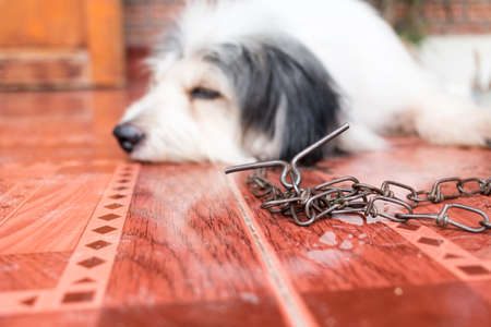 white dog sleep on chainの写真素材