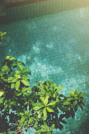 a tree over a poolの写真素材