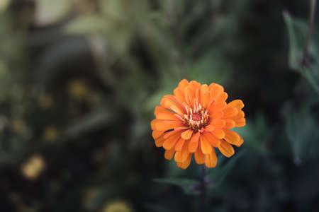 Zinnia flower in the morningの写真素材