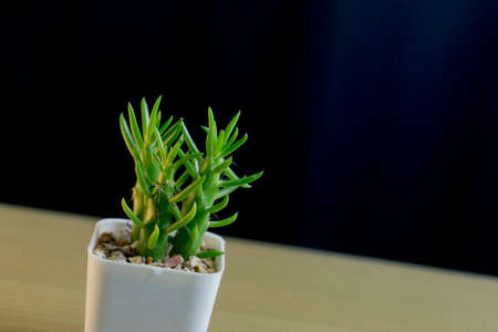 succulent plant on the wood tableの写真素材