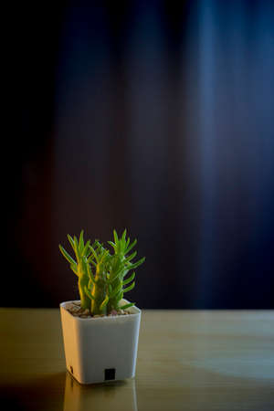 succulent plant on the wood tableの写真素材