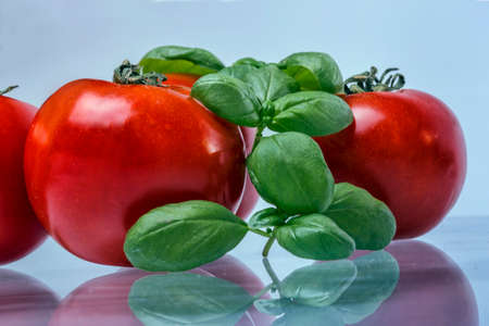 The Tomato and basil leavesの写真素材