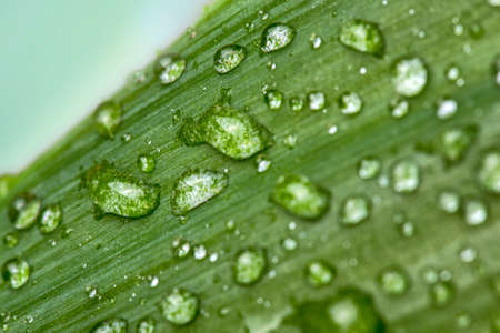 Drops on a yucca leafの写真素材