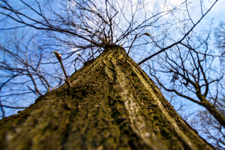 Tree textureの写真素材