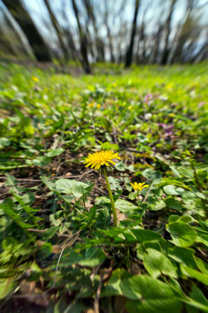 Dandelionの写真素材