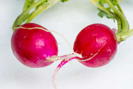 Two radishesの写真素材