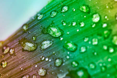 Abstract rainbow wet leaf shotの写真素材