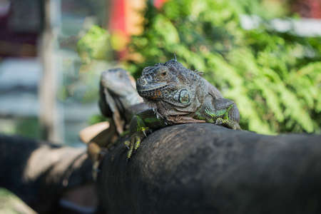 Iguanas on a branch in natureの写真素材