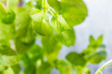 Mint leaves closeupの写真素材