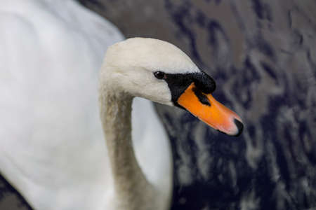 Swan in waterの写真素材