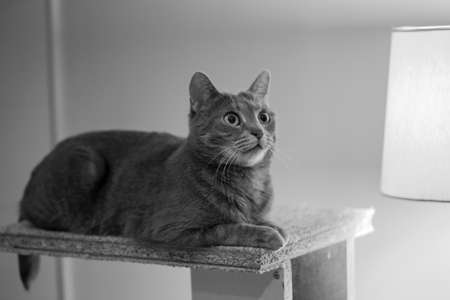 Cat in black and whiteの写真素材