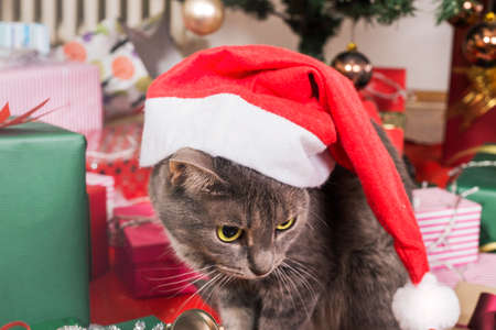 Christmas catの写真素材