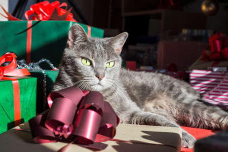 Christmas cat enjoying in sunlightの写真素材