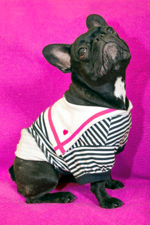 Female french bulldogの写真素材