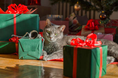 Christmas catの写真素材