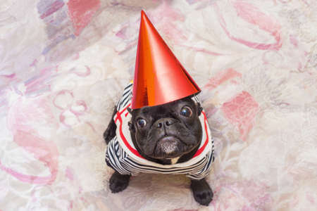 French bulldog partyの写真素材