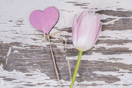 Pink pastel heart and a tulip