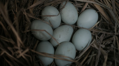 Eggs in a bird's nest. Selective focus.