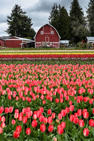 Barn and Tulip Fieldの写真素材