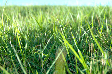 Grass