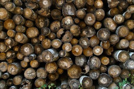Bundle of logs stack up in the forest