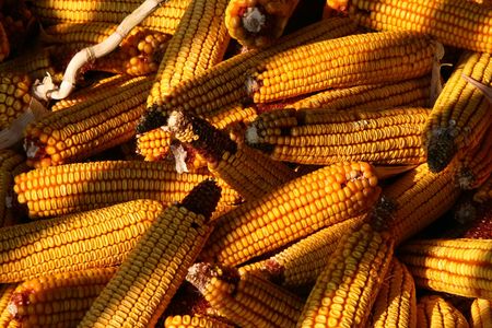 Closeup shot of corncob in the old granaryの写真素材