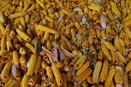 Closeup shot of corncob in the old granary
